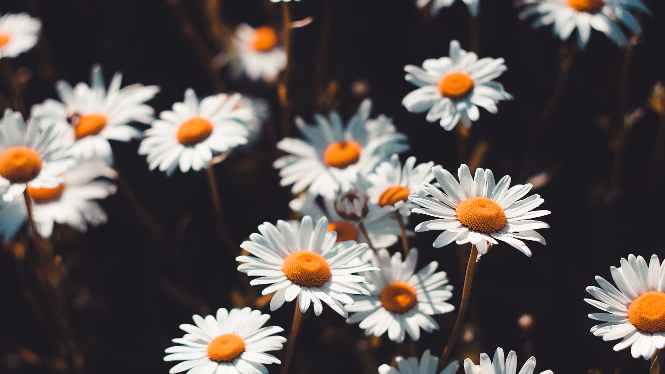 White Daisies in Bloom During Daytime. Wallpaper in 1366x768 Resolution