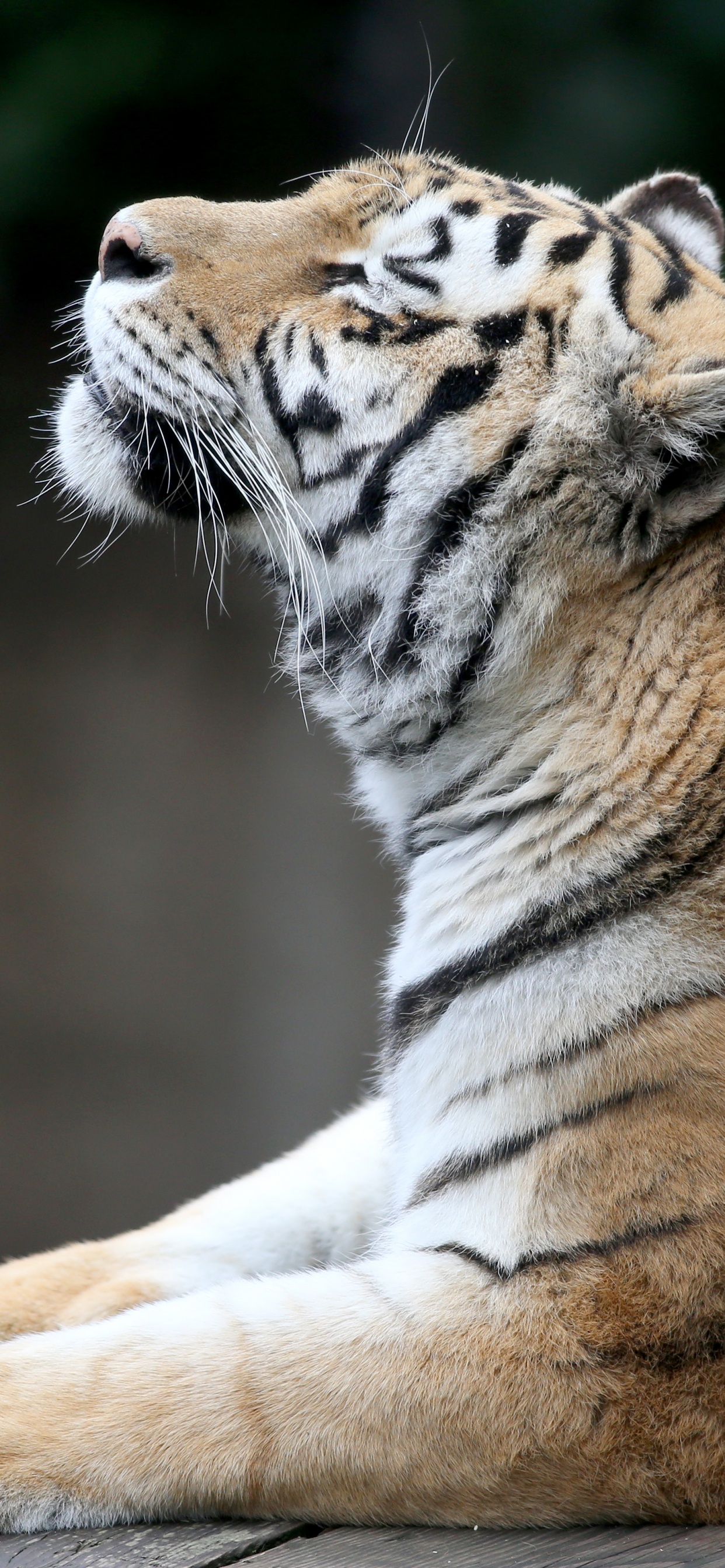 Brauner Und Weißer Tiger, Der Auf Dem Boden Liegt. Wallpaper in 1242x2688 Resolution