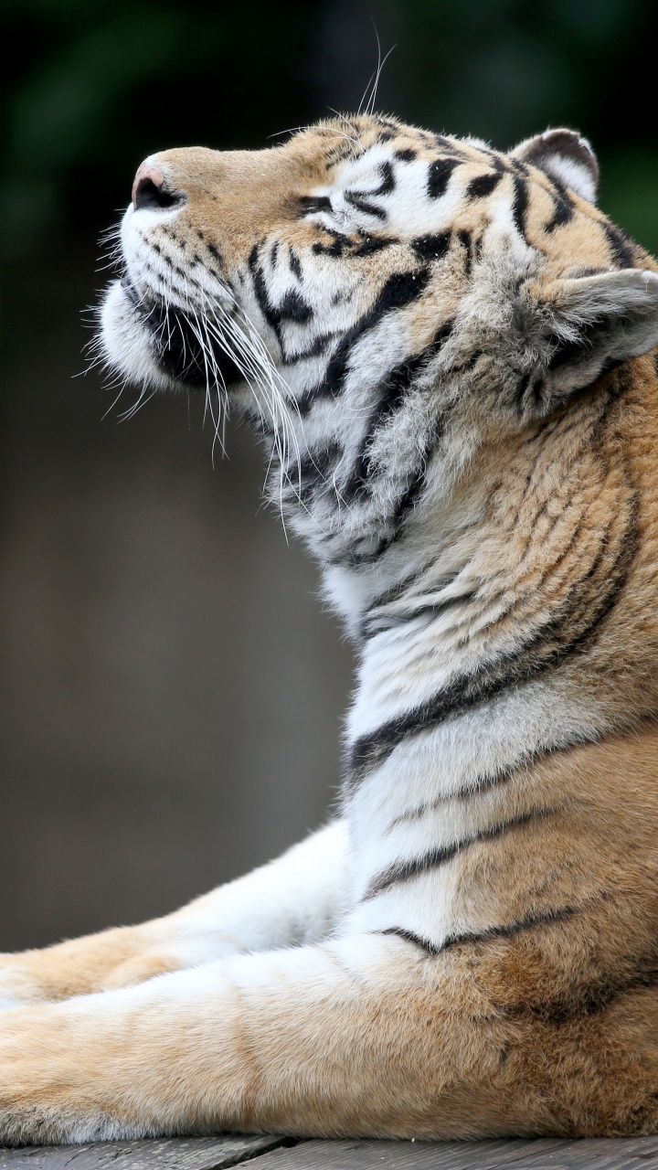 Tigre Blanco y Marrón Tirado en el Suelo. Wallpaper in 720x1280 Resolution