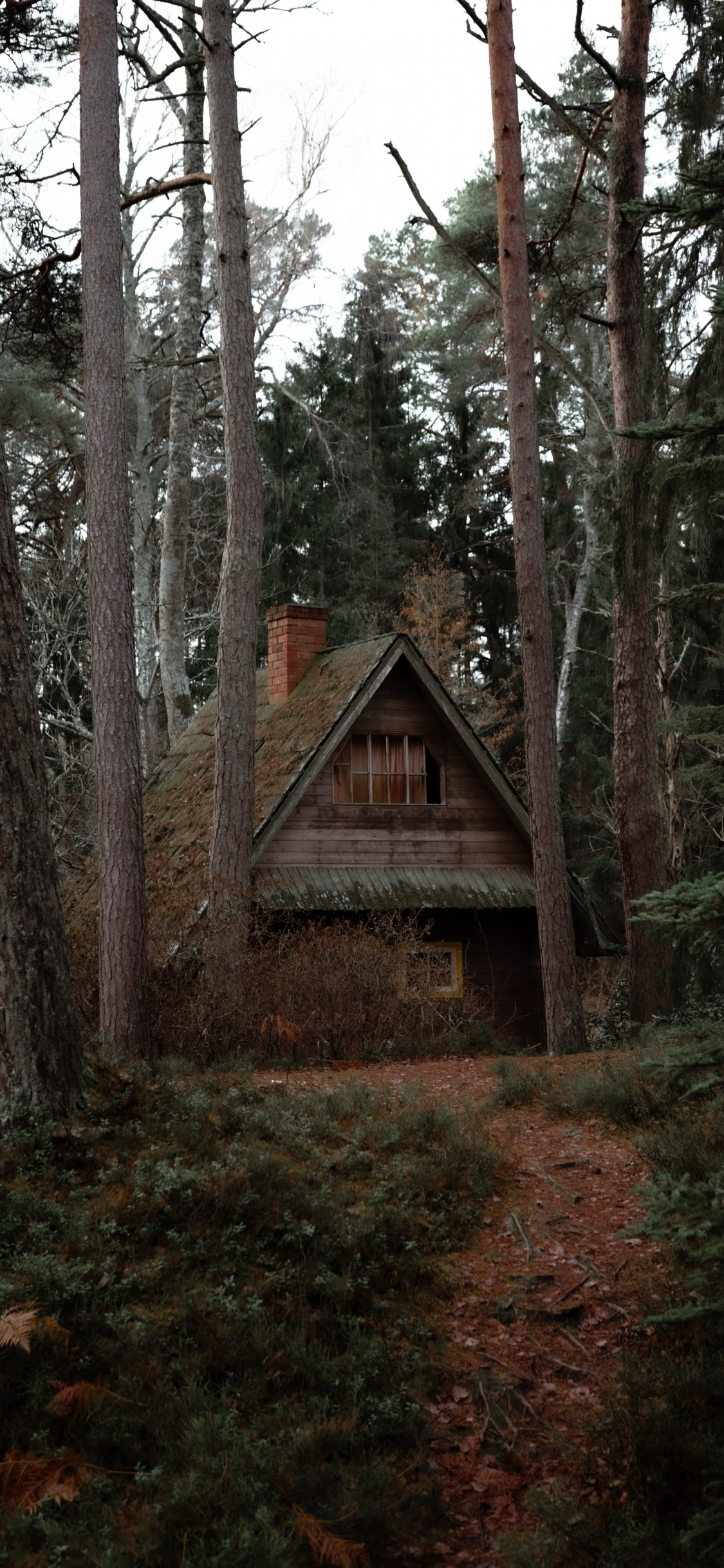 Braunes Holzhaus im Wald. Wallpaper in 1125x2436 Resolution