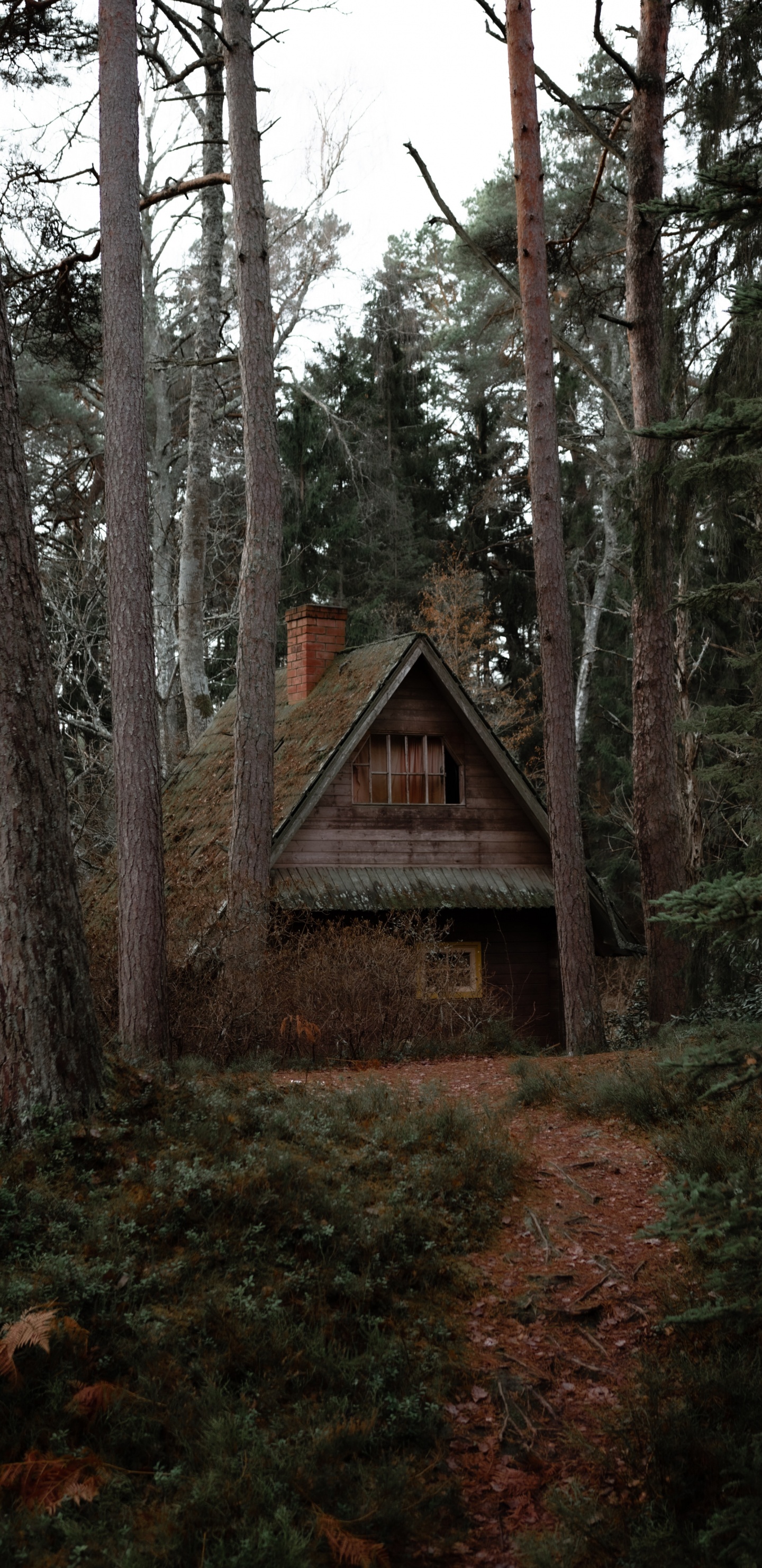 Braunes Holzhaus im Wald. Wallpaper in 1440x2960 Resolution