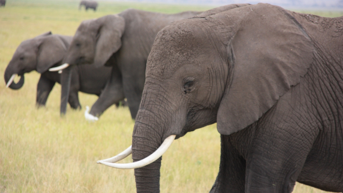 Black Elephant on Green Grass Field During Daytime. Wallpaper in 1366x768 Resolution