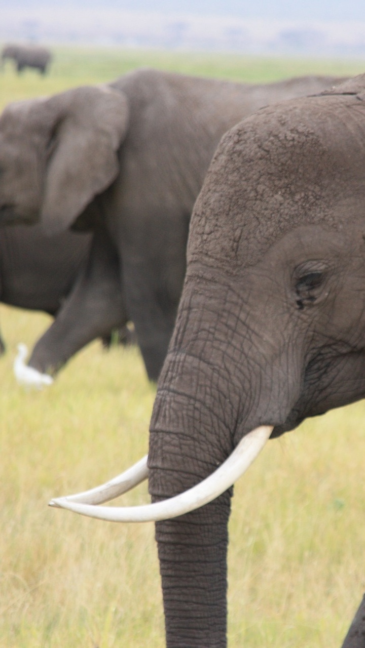 Black Elephant on Green Grass Field During Daytime. Wallpaper in 720x1280 Resolution