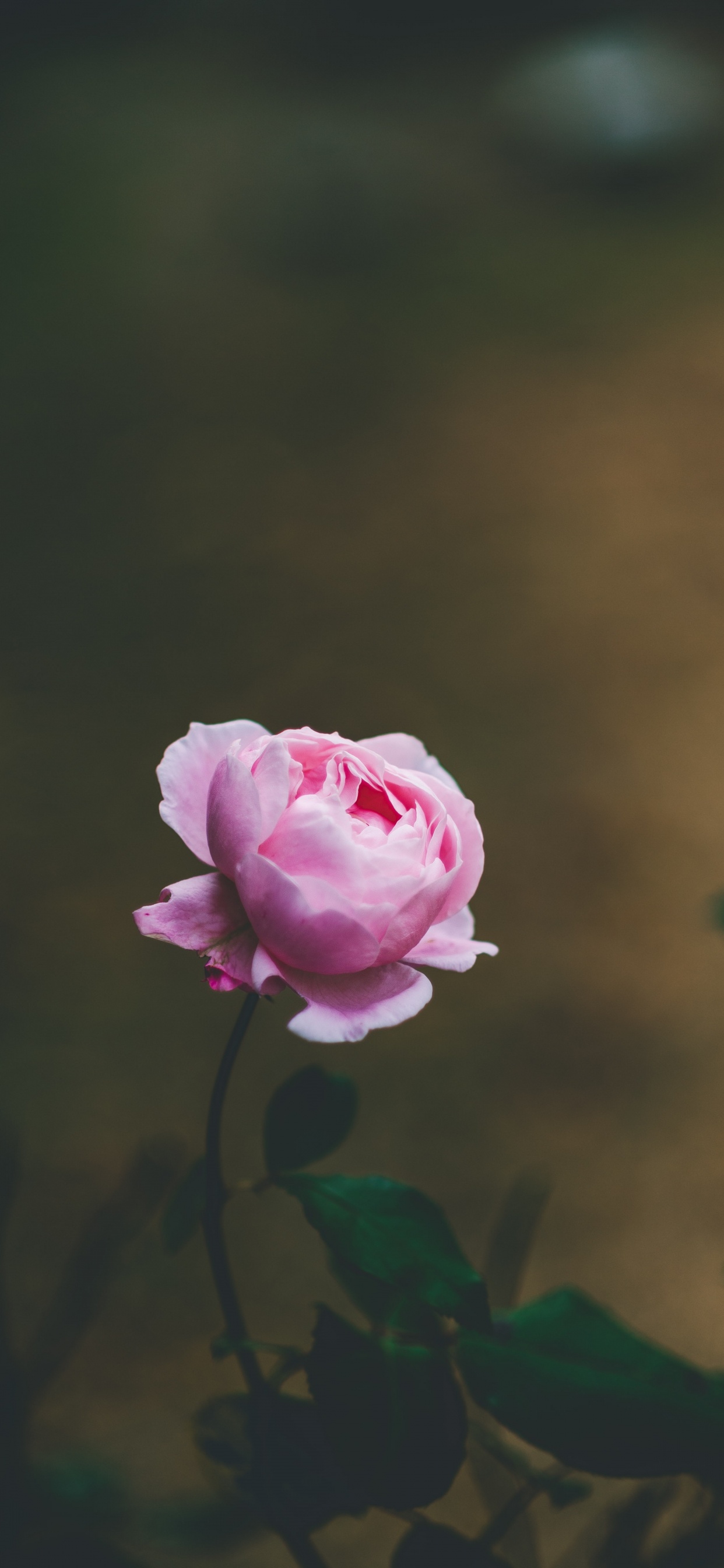Pink Rose in Bloom During Daytime. Wallpaper in 1242x2688 Resolution