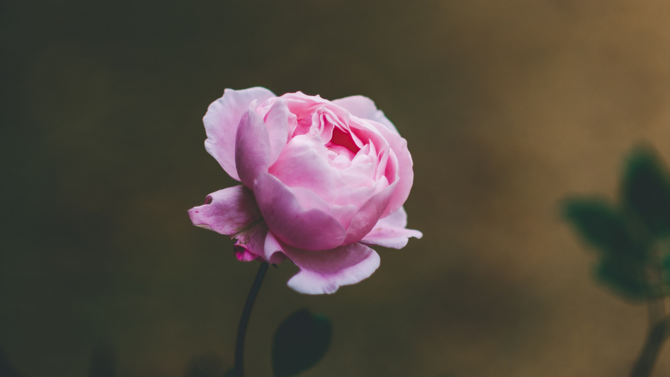 Pink Rose in Bloom During Daytime. Wallpaper in 1366x768 Resolution