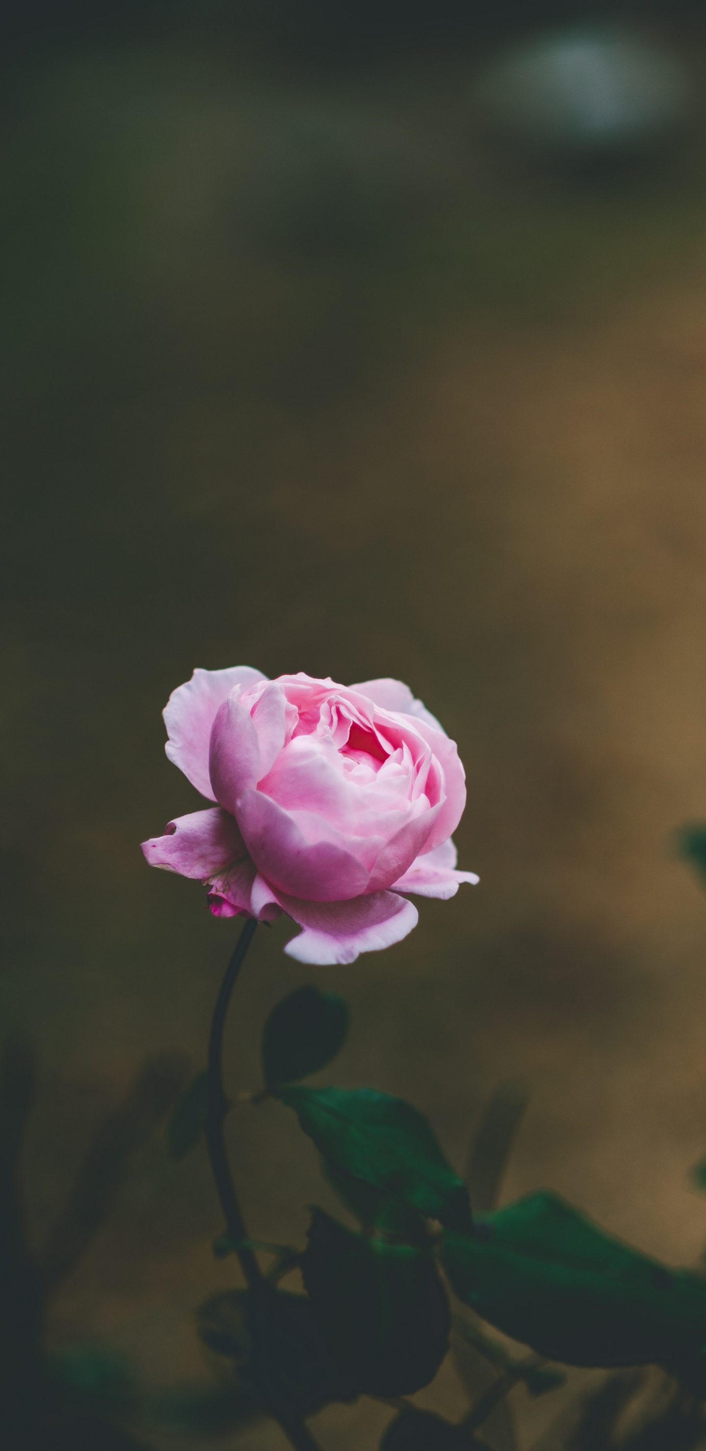 Pink Rose in Bloom During Daytime. Wallpaper in 1440x2960 Resolution