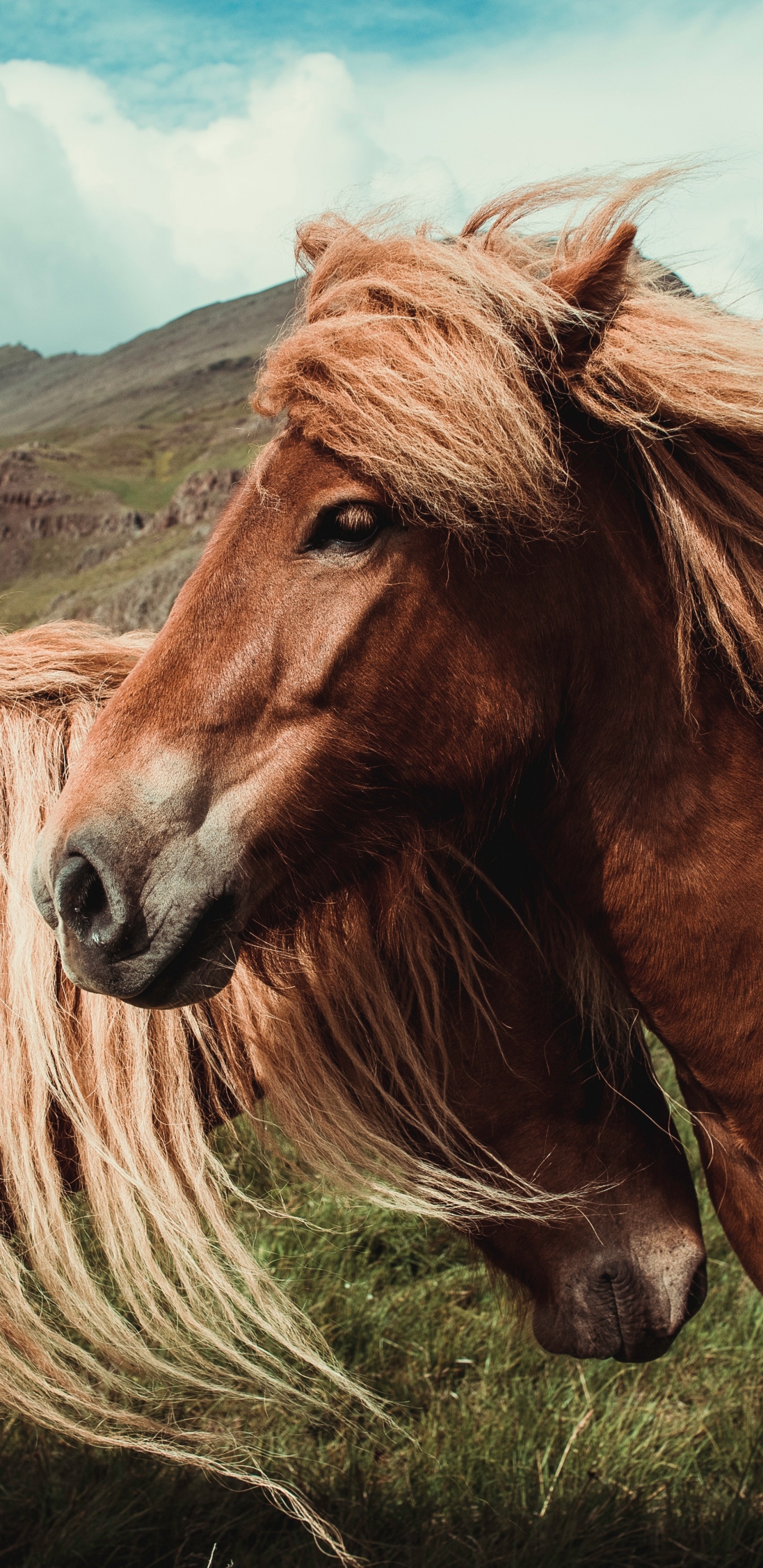 Caballo Marrón en el Campo de Hierba Verde Durante el Día. Wallpaper in 1440x2960 Resolution