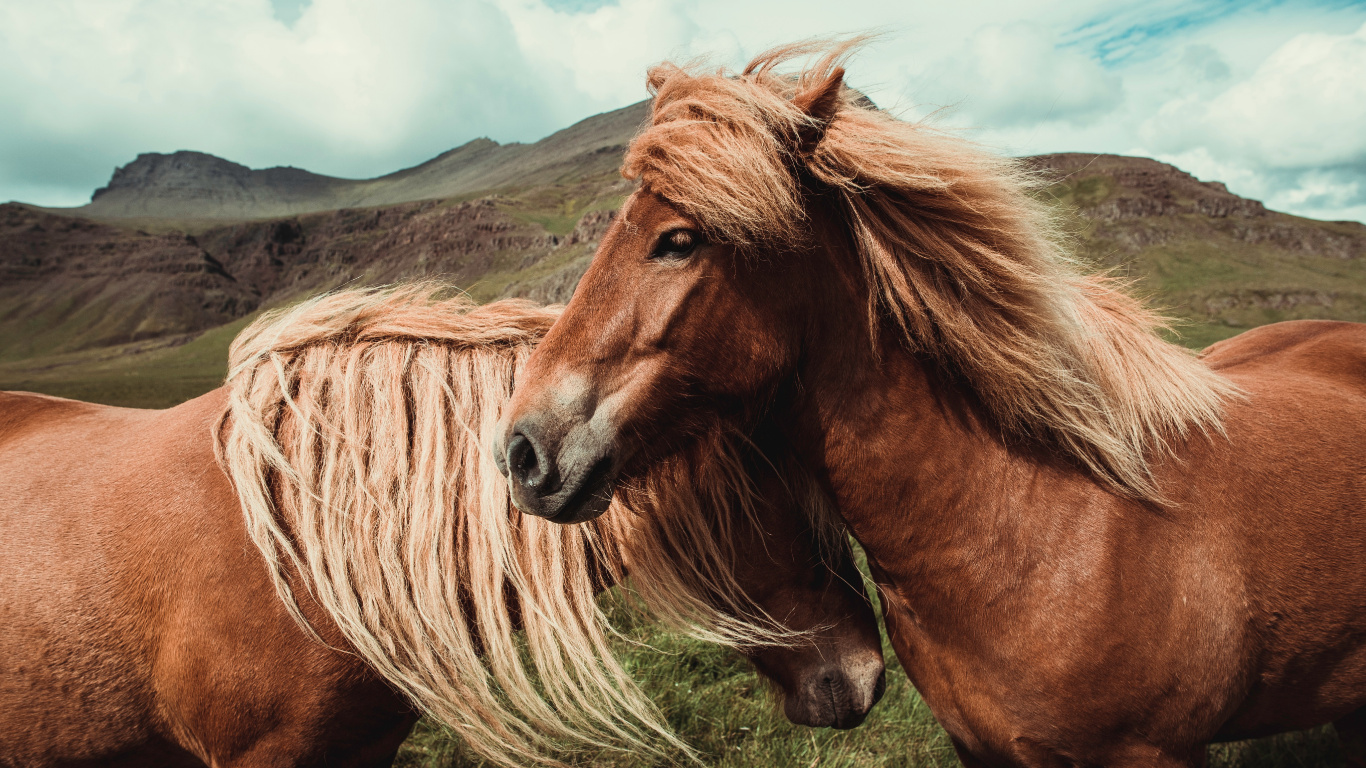 Brown Horse on Green Grass Field During Daytime. Wallpaper in 1366x768 Resolution