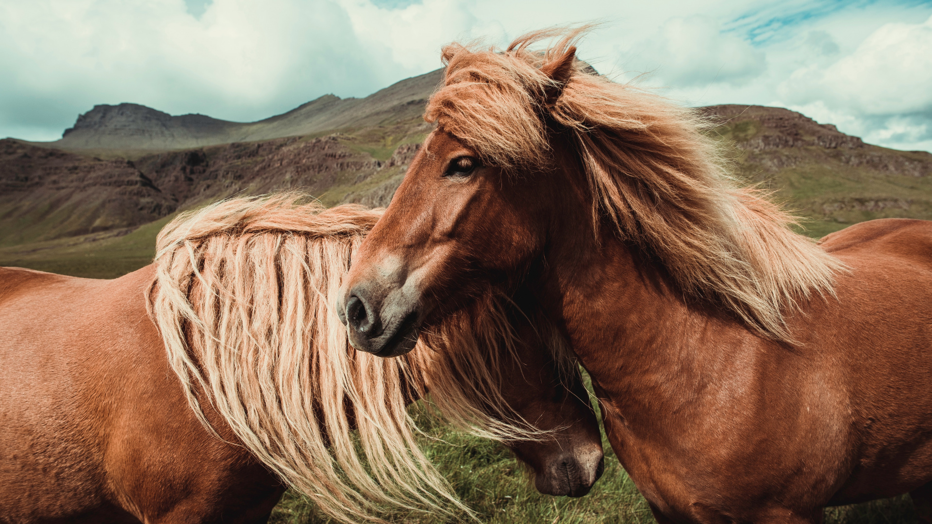 Cheval Brun Sur Terrain D'herbe Verte Pendant la Journée. Wallpaper in 1920x1080 Resolution