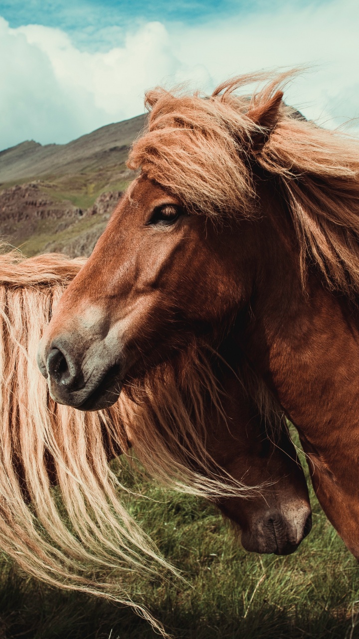 Cheval Brun Sur Terrain D'herbe Verte Pendant la Journée. Wallpaper in 720x1280 Resolution