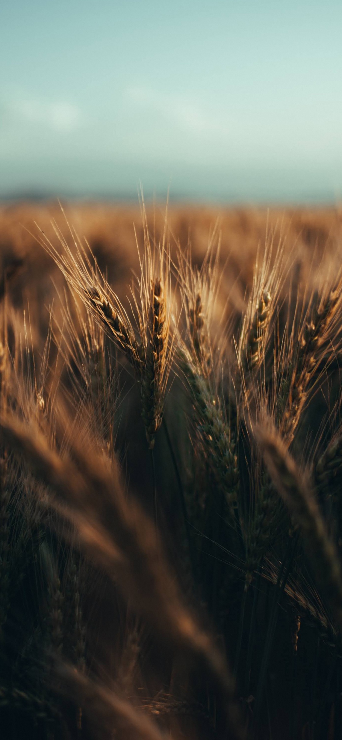 Daytime, Plant, Wood, Natural Landscape, Grass. Wallpaper in 1125x2436 Resolution