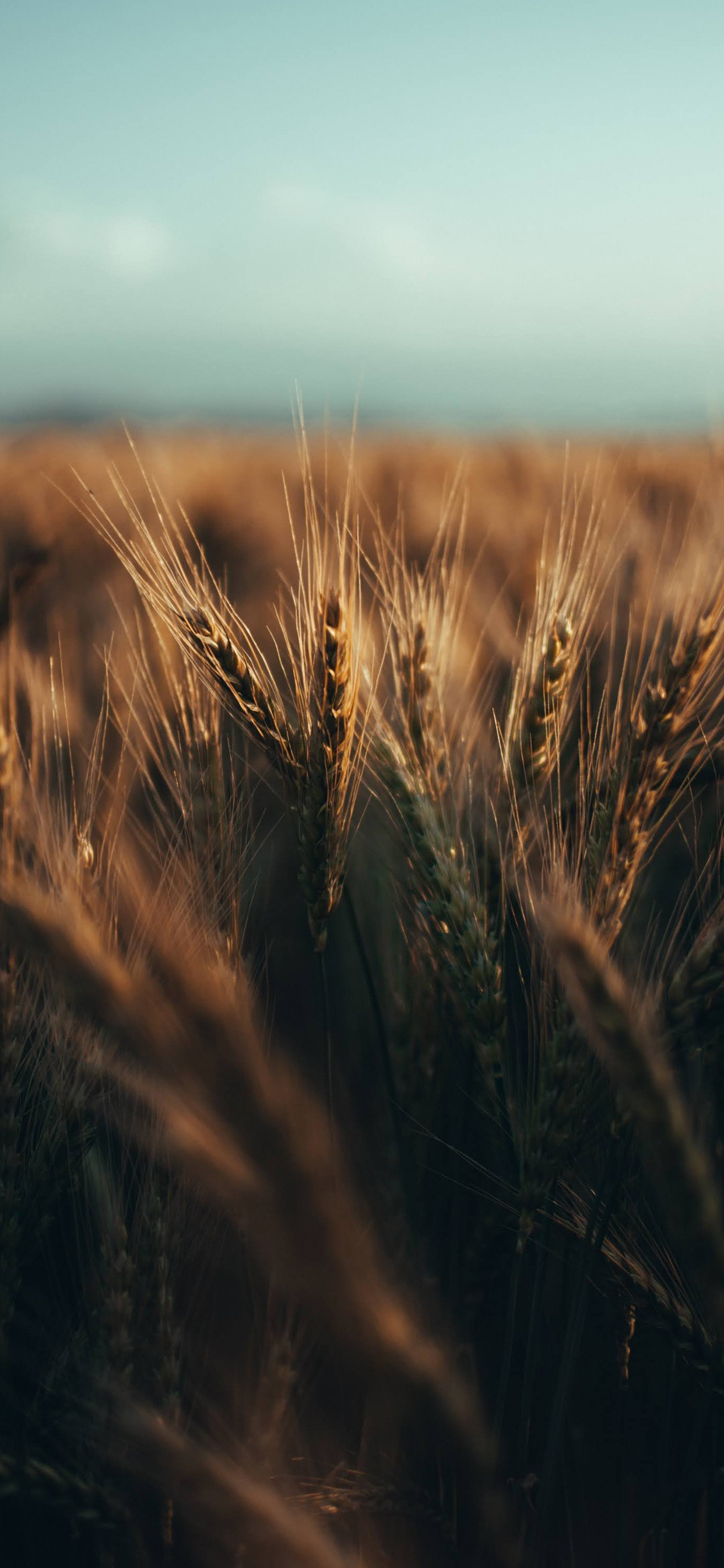 Daytime, Plant, Wood, Natural Landscape, Grass. Wallpaper in 1242x2688 Resolution