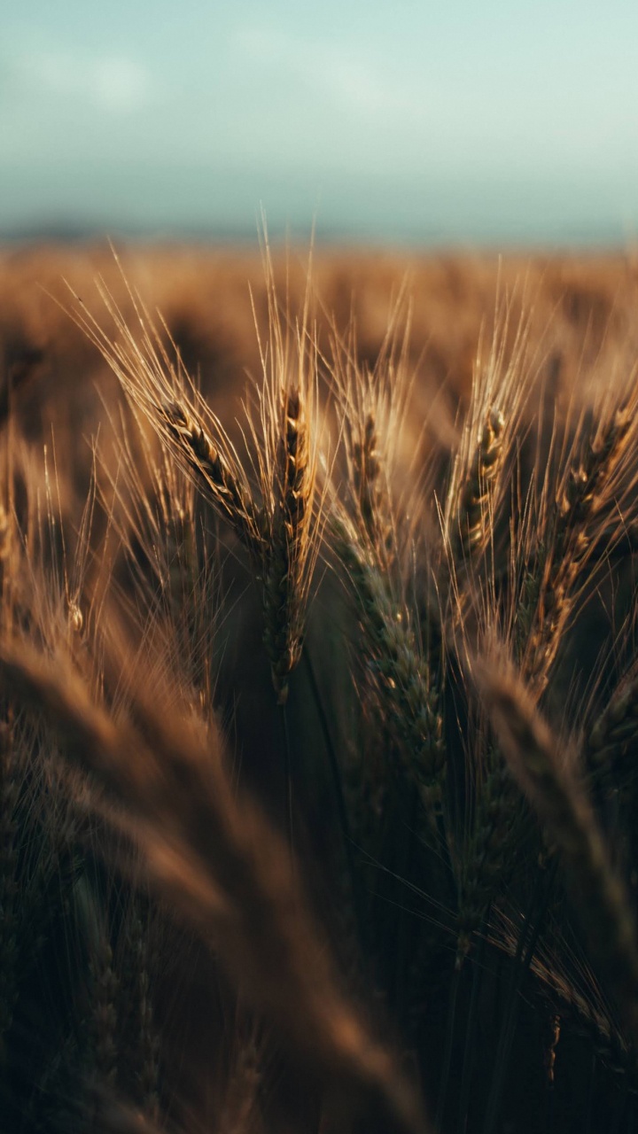 Daytime, Plant, Wood, Natural Landscape, Grass. Wallpaper in 720x1280 Resolution