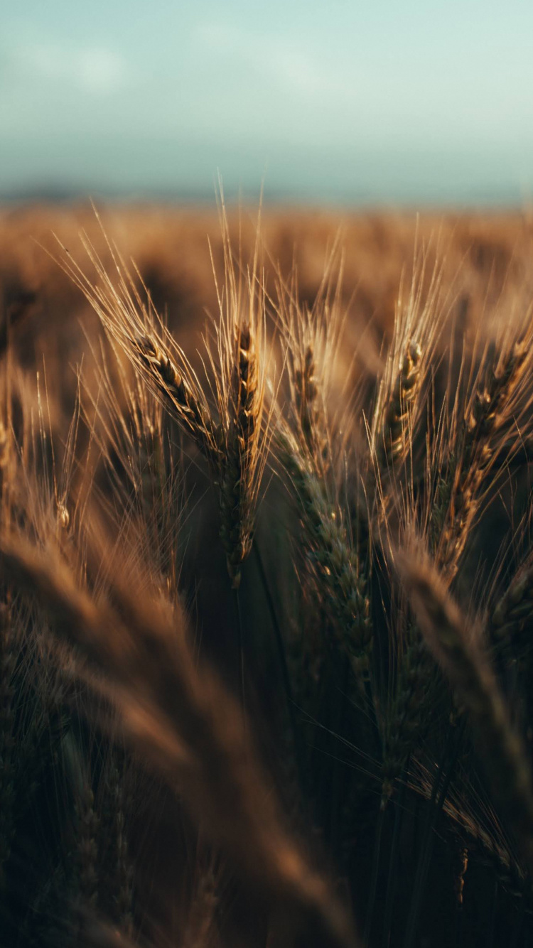 Tageszeit, Holz, Naturlandschaft, Gras, Ebene. Wallpaper in 750x1334 Resolution