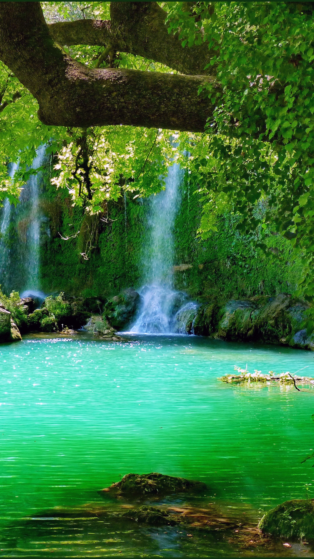 Green Trees Beside Body of Water During Daytime. Wallpaper in 1080x1920 Resolution