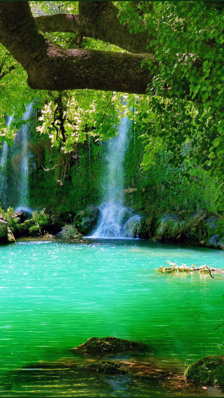 Green Trees Beside Body of Water During Daytime. Wallpaper in 750x1334 Resolution