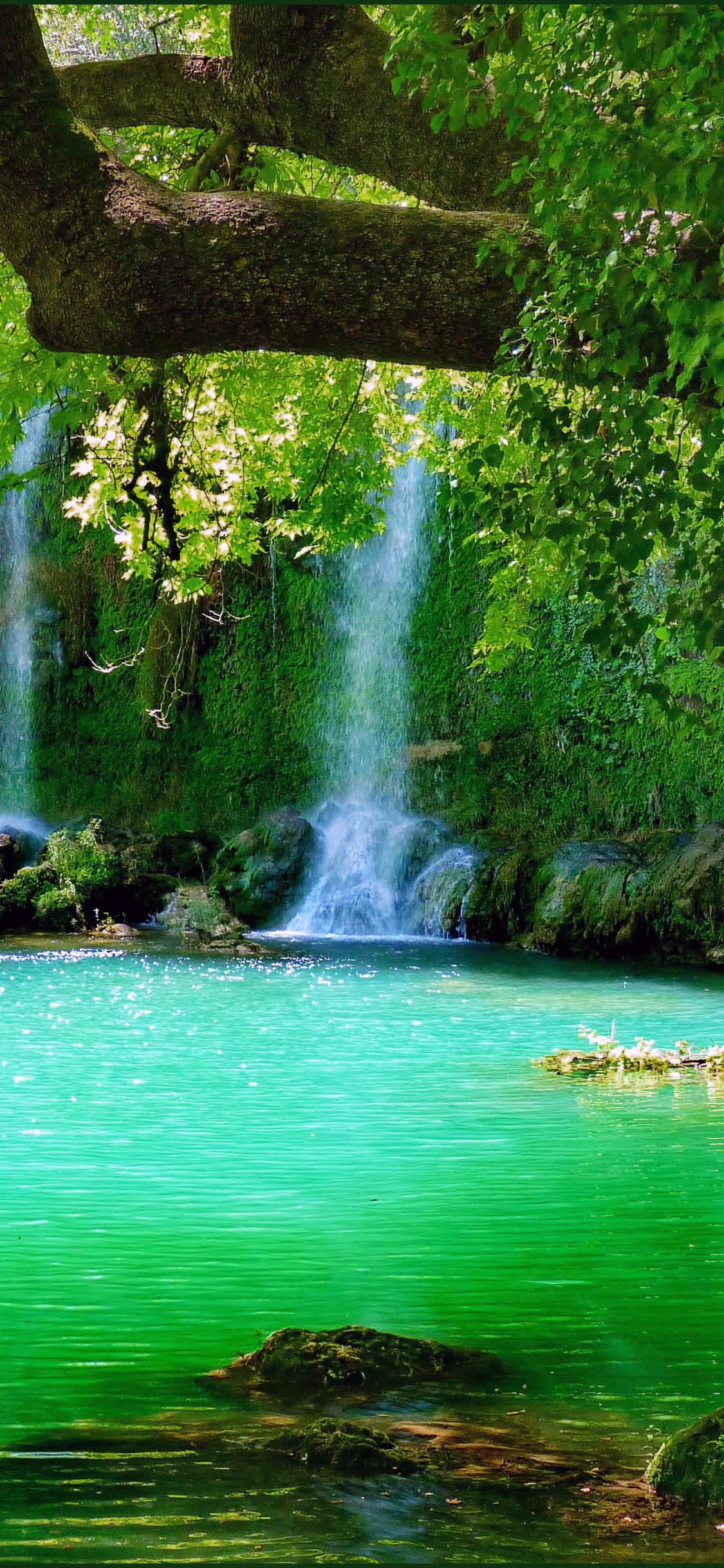 Árboles Verdes Junto al Cuerpo de Agua Durante el Día. Wallpaper in 1125x2436 Resolution