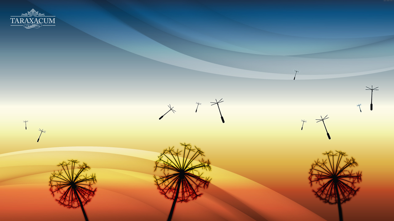 Silhouette D'oiseaux Volant Au-dessus du Ciel Pendant le Coucher du Soleil. Wallpaper in 1280x720 Resolution