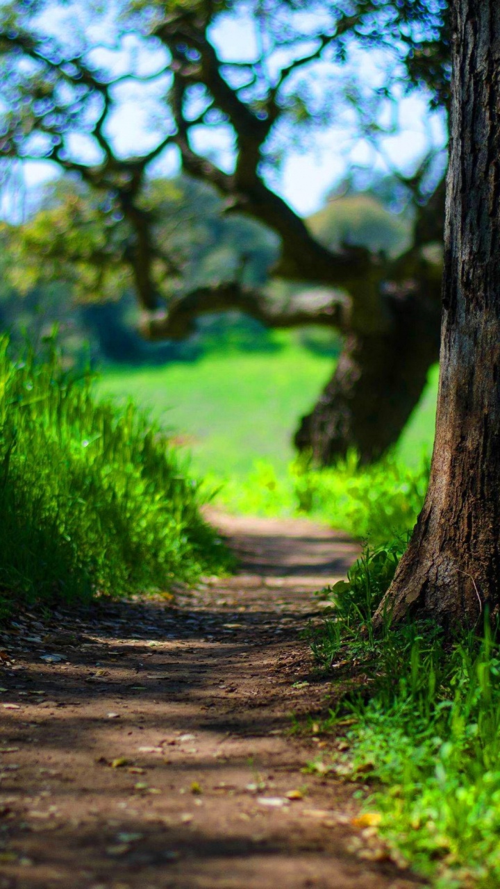 Tronc D'arbre Brun Sur Terrain D'herbe Verte Pendant la Journée. Wallpaper in 720x1280 Resolution
