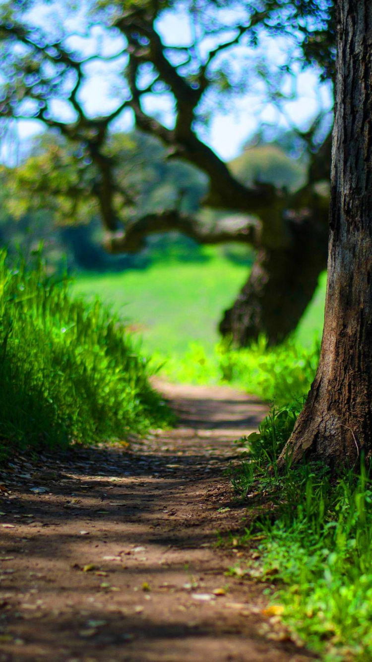 Tronc D'arbre Brun Sur Terrain D'herbe Verte Pendant la Journée. Wallpaper in 750x1334 Resolution