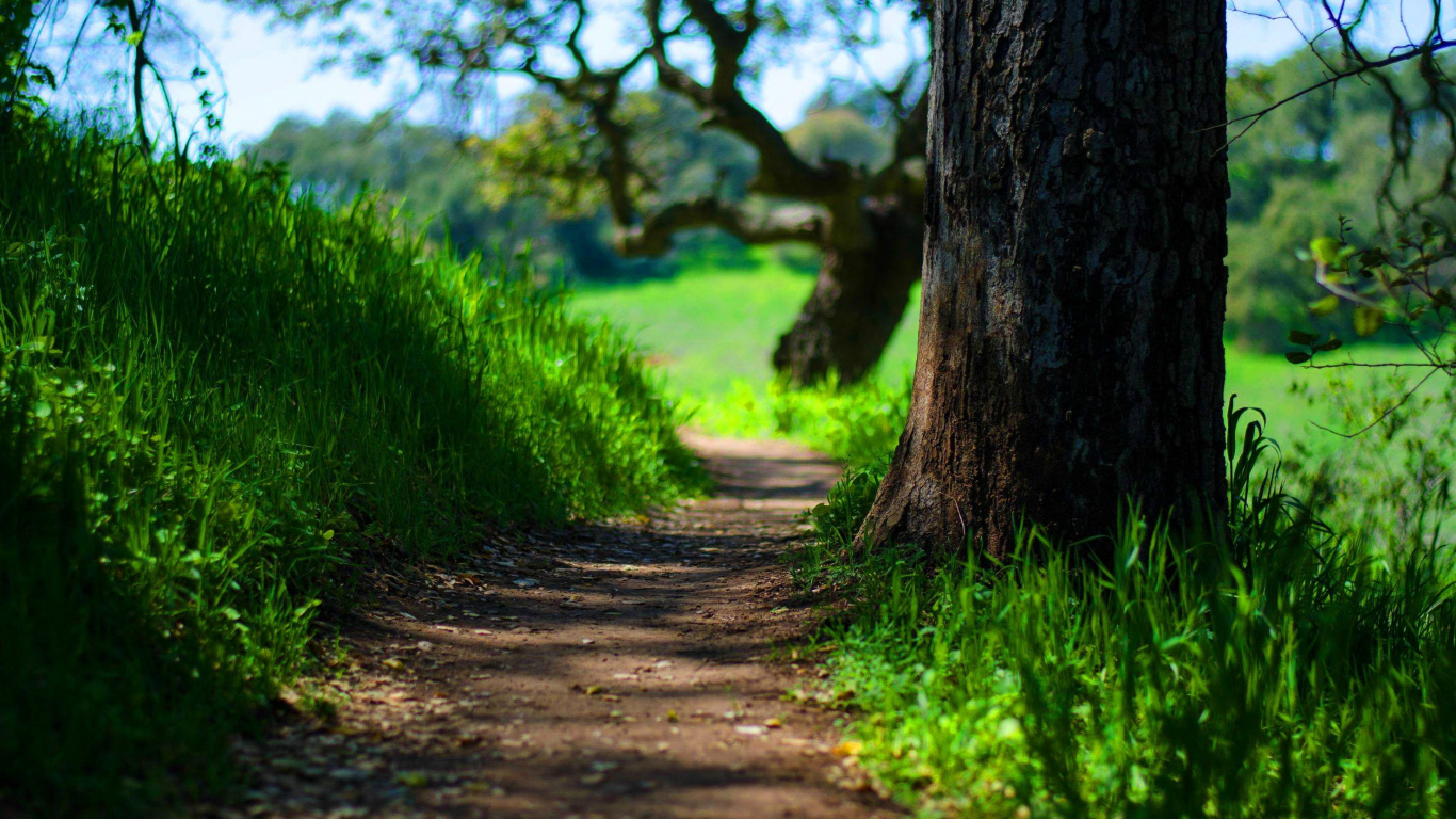 Brown Tree Trunk on Green Grass Field During Daytime. Wallpaper in 1366x768 Resolution