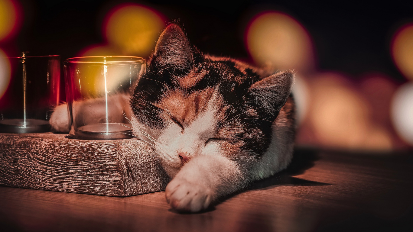 White and Brown Cat Lying on Brown Wooden Table. Wallpaper in 1366x768 Resolution