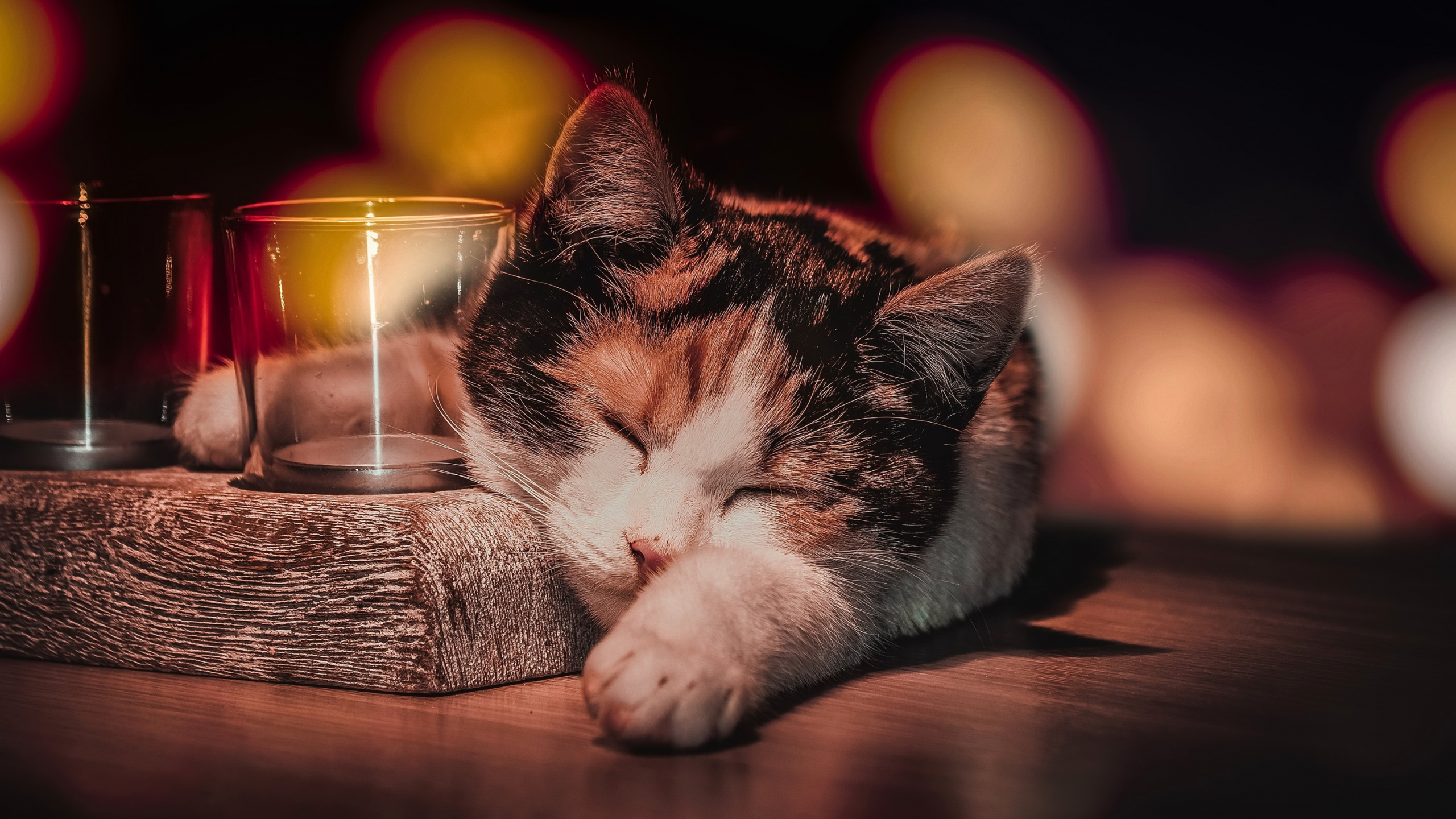 White and Brown Cat Lying on Brown Wooden Table. Wallpaper in 2560x1440 Resolution