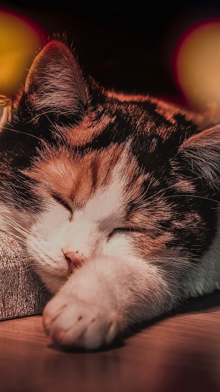 White and Brown Cat Lying on Brown Wooden Table. Wallpaper in 750x1334 Resolution