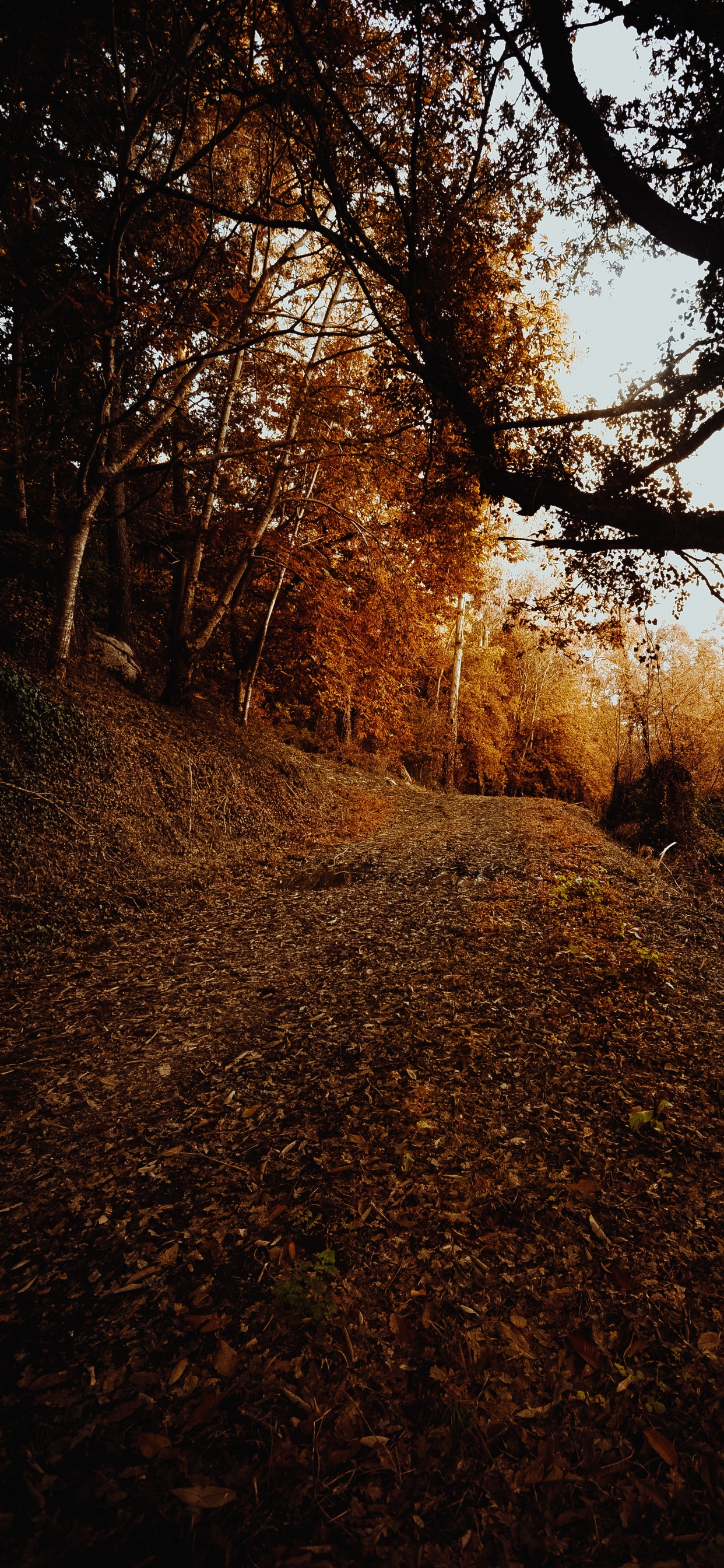Ciel, Feuilles Caduques, Feuille, Environnement Naturel, Sol. Wallpaper in 1242x2688 Resolution