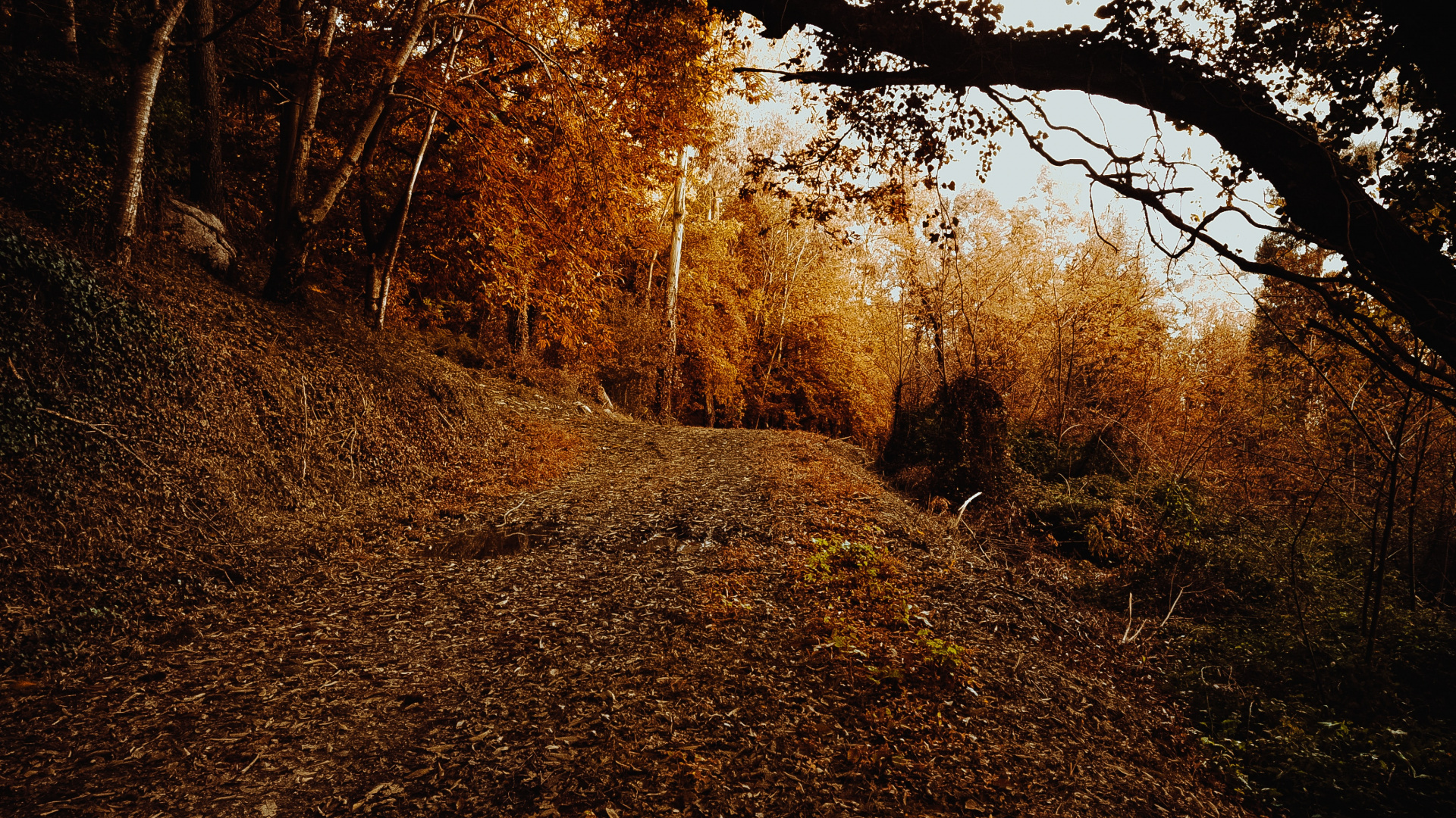 Ciel, Feuilles Caduques, Feuille, Environnement Naturel, Sol. Wallpaper in 1920x1080 Resolution