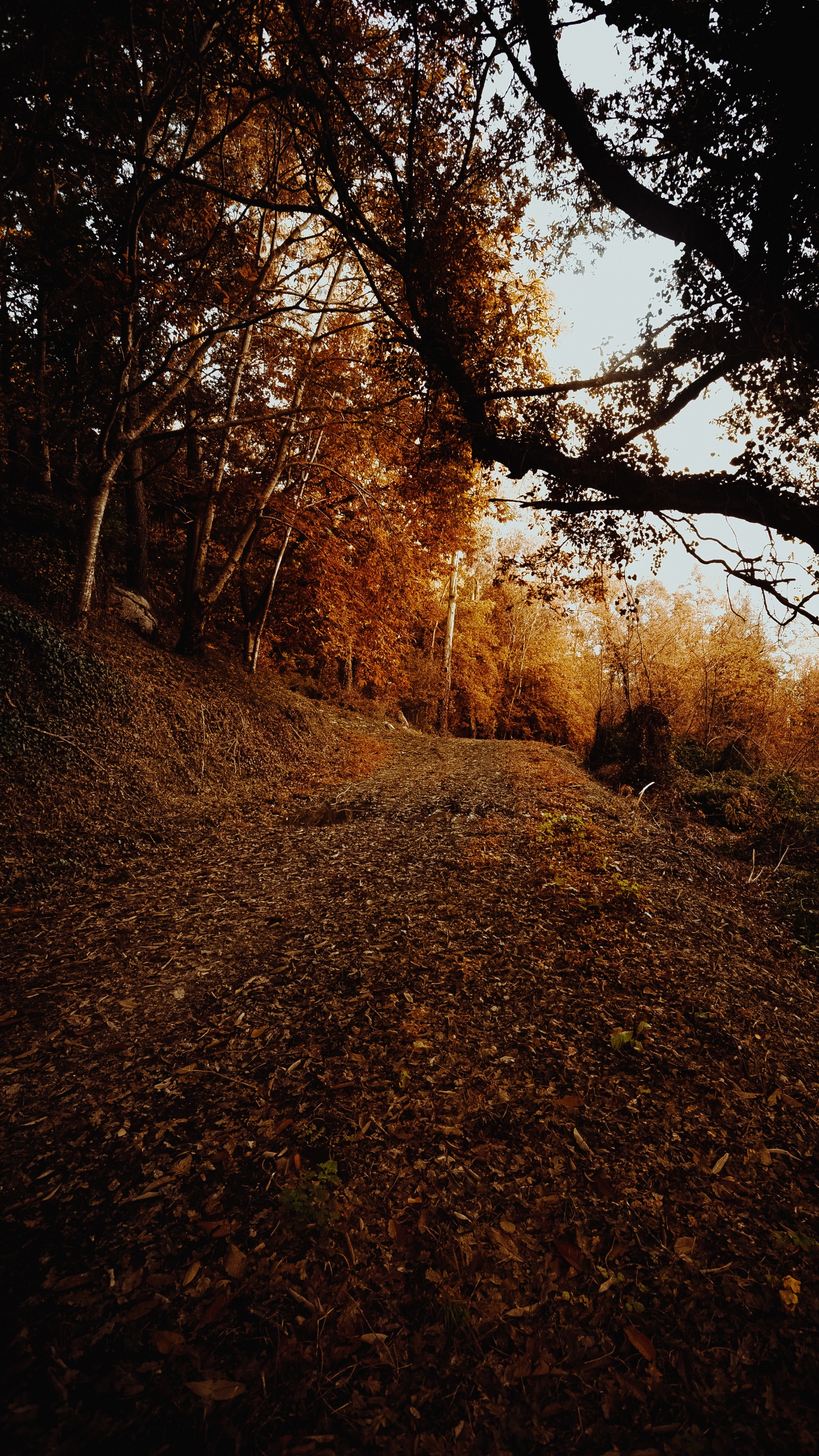 Himmel, Laub, Blatt, Natürlichen Umgebung, Boden. Wallpaper in 1440x2560 Resolution