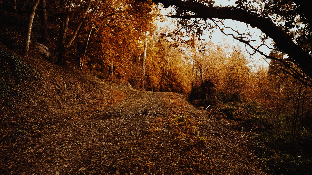 Sky, Deciduous, Leaf, Natural Environment, Nature M. Wallpaper in 1280x720 Resolution