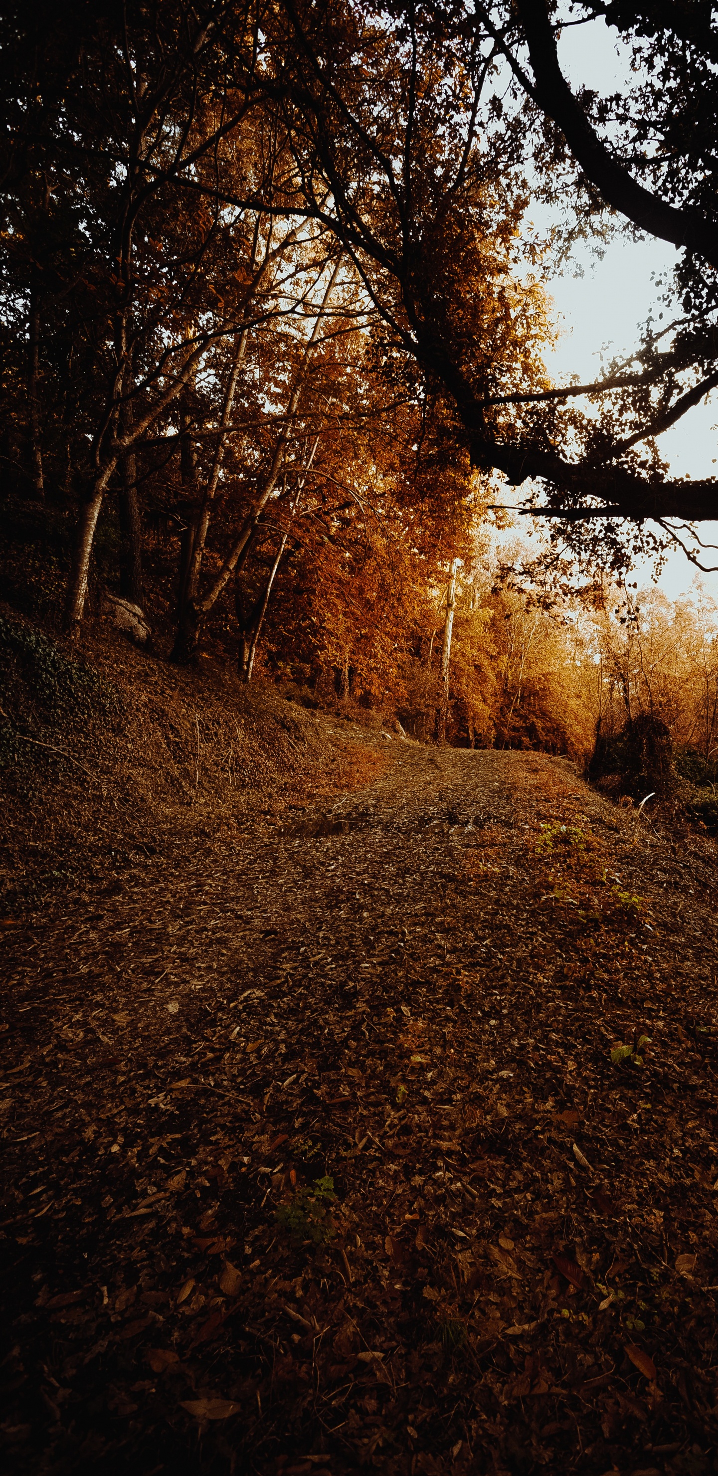 Sky, Deciduous, Leaf, Natural Environment, Nature M. Wallpaper in 1440x2960 Resolution