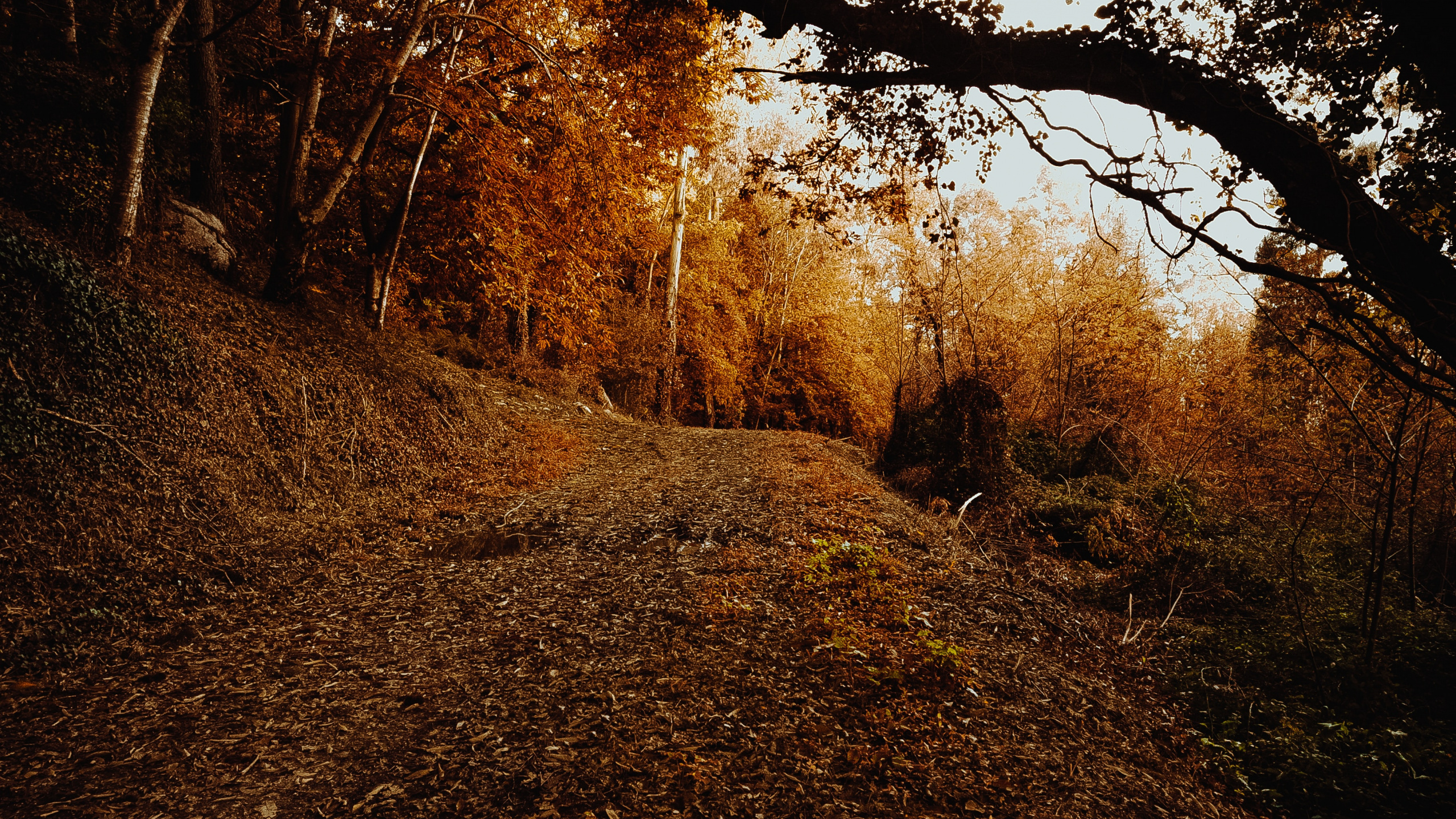Sky, Deciduous, Leaf, Natural Environment, Nature M. Wallpaper in 2560x1440 Resolution