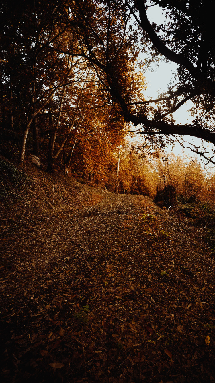 Sky, Deciduous, Leaf, Natural Environment, Nature M. Wallpaper in 750x1334 Resolution