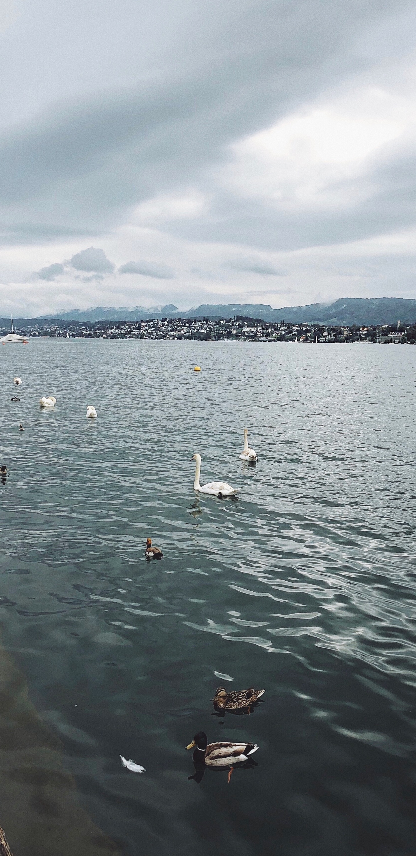 Agua, Líquido, Ave, la Vía Navegable, Los Patos Gansos y Cisnes. Wallpaper in 1440x2960 Resolution