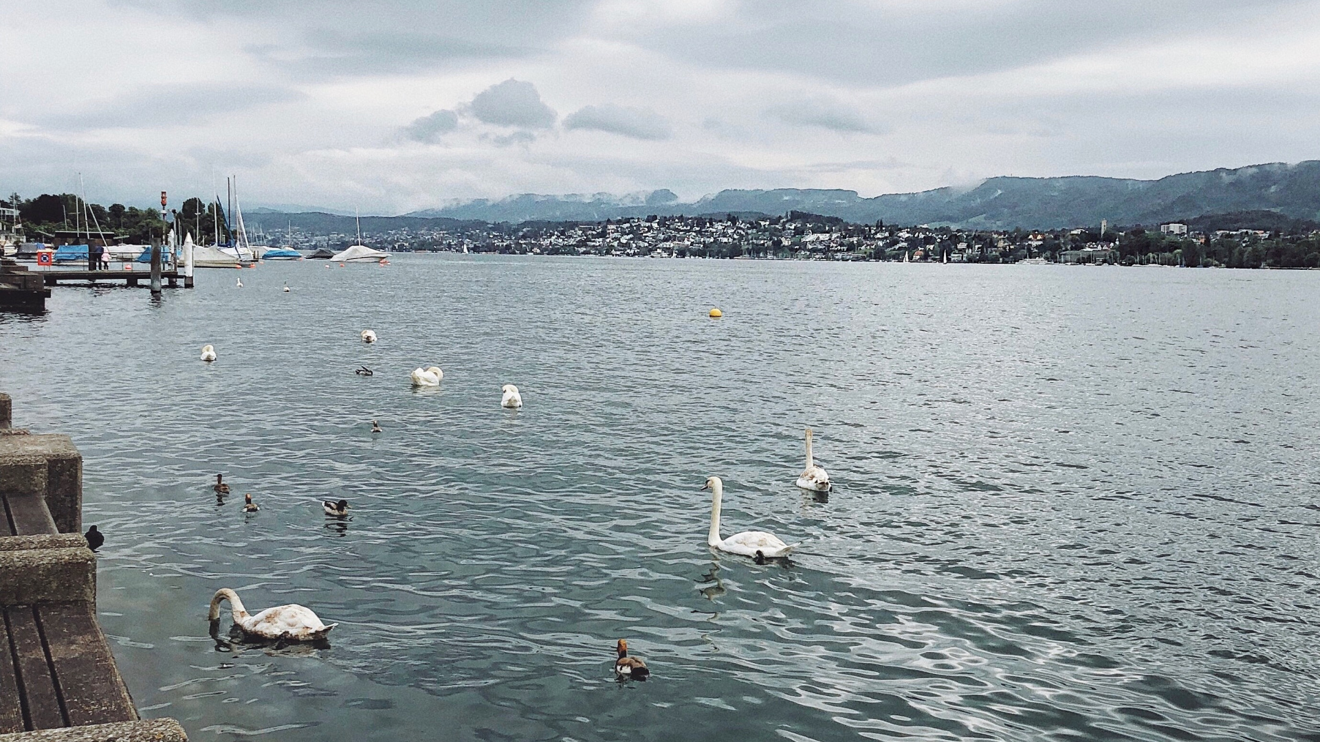 Agua, Líquido, Ave, la Vía Navegable, Los Patos Gansos y Cisnes. Wallpaper in 1920x1080 Resolution