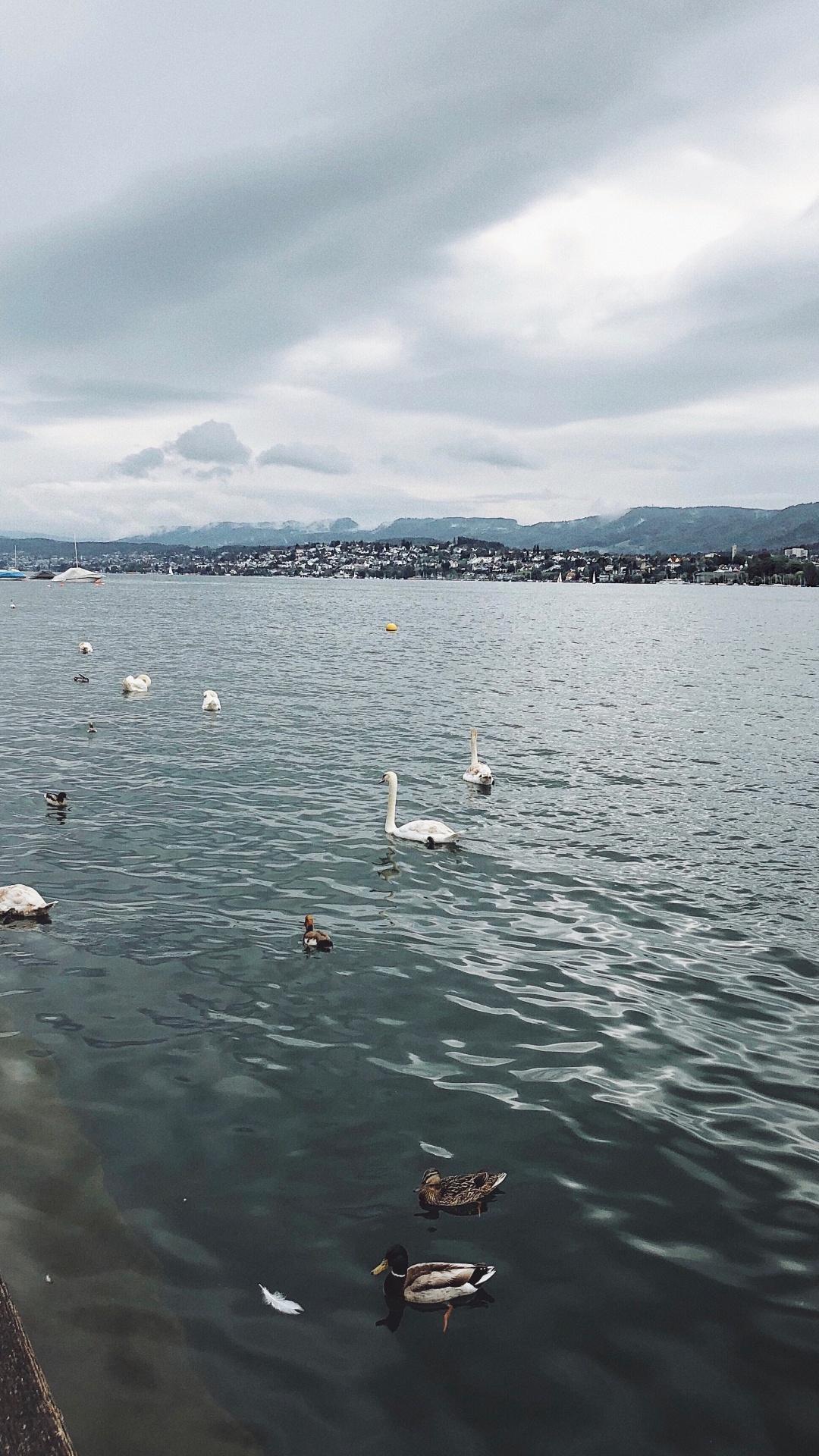 Eau, Fluide, Liquid, Oiseau, Voie Navigable. Wallpaper in 1080x1920 Resolution