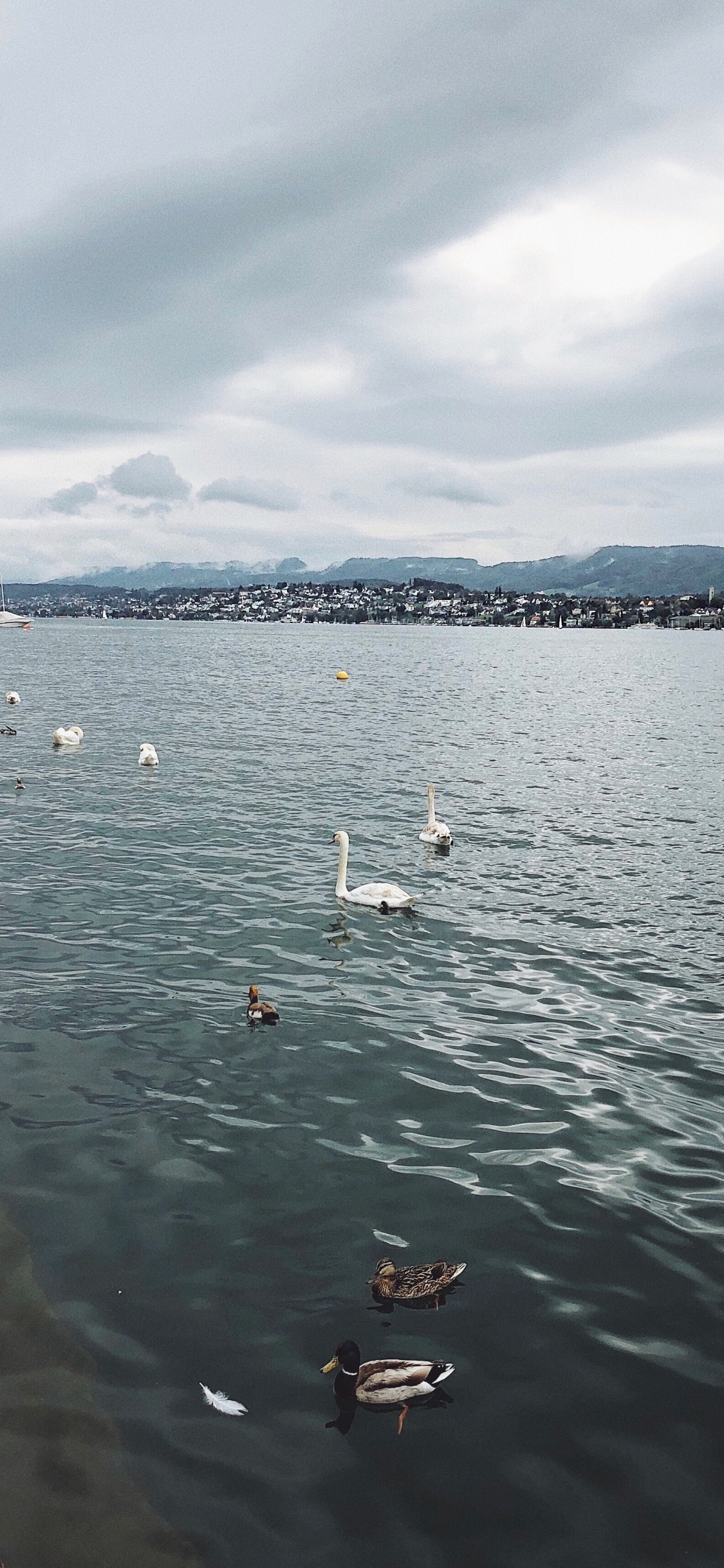 Eau, Fluide, Liquid, Oiseau, Voie Navigable. Wallpaper in 1125x2436 Resolution