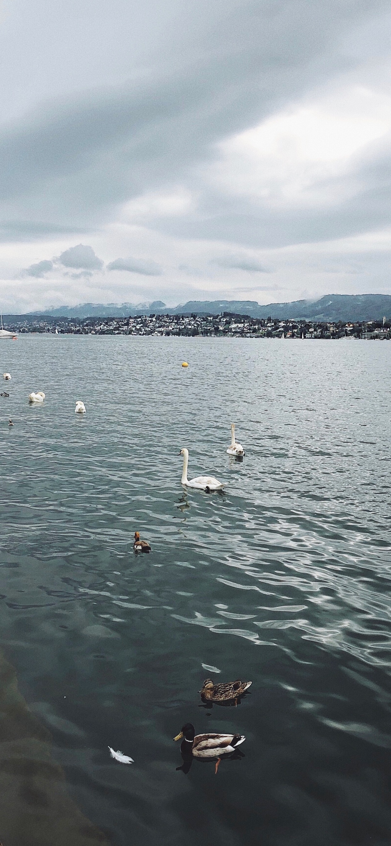 Eau, Fluide, Liquid, Oiseau, Voie Navigable. Wallpaper in 1242x2688 Resolution