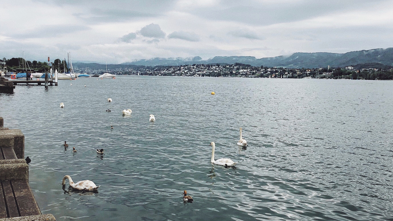 Wasser, Flüssigkeit, Cloud, Vogel, Wasserstraße. Wallpaper in 1366x768 Resolution
