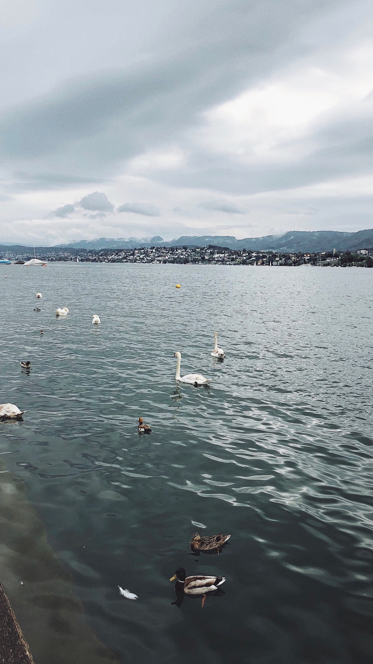 Water, Fluid, Cloud, Liquid, Bird. Wallpaper in 1440x2560 Resolution