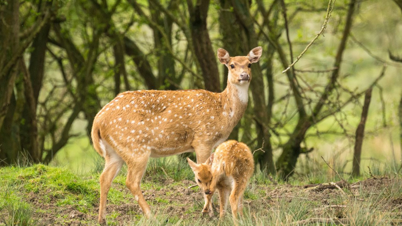 Brown Deer on Green Grass During Daytime. Wallpaper in 1280x720 Resolution