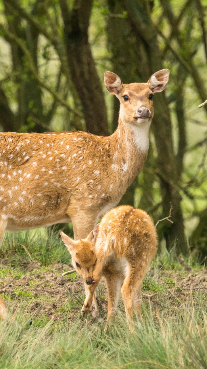 Brown Deer on Green Grass During Daytime. Wallpaper in 720x1280 Resolution