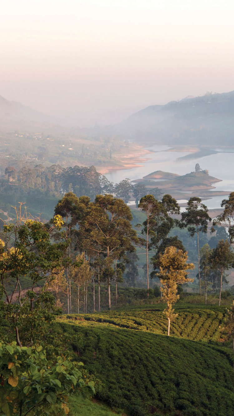 Campo de Hierba Verde Cerca Del Cuerpo de Agua Durante el Día. Wallpaper in 750x1334 Resolution