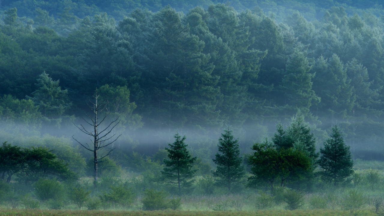Champ D'herbe Verte Avec Des Arbres. Wallpaper in 1280x720 Resolution