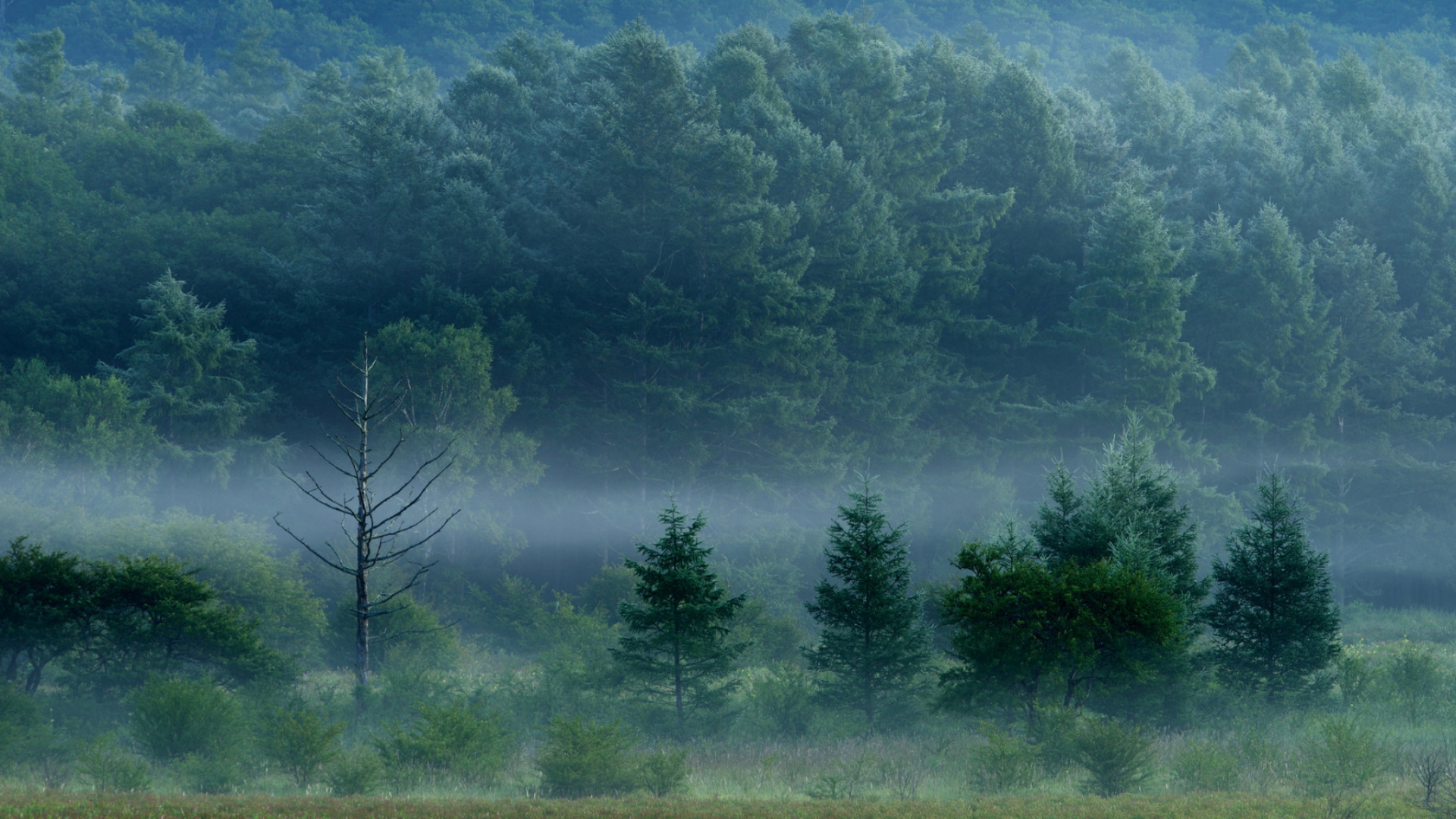 Green Grass Field With Trees. Wallpaper in 1920x1080 Resolution