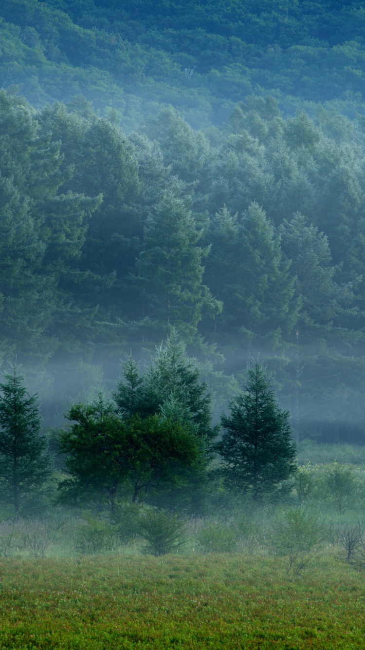Green Grass Field With Trees. Wallpaper in 750x1334 Resolution