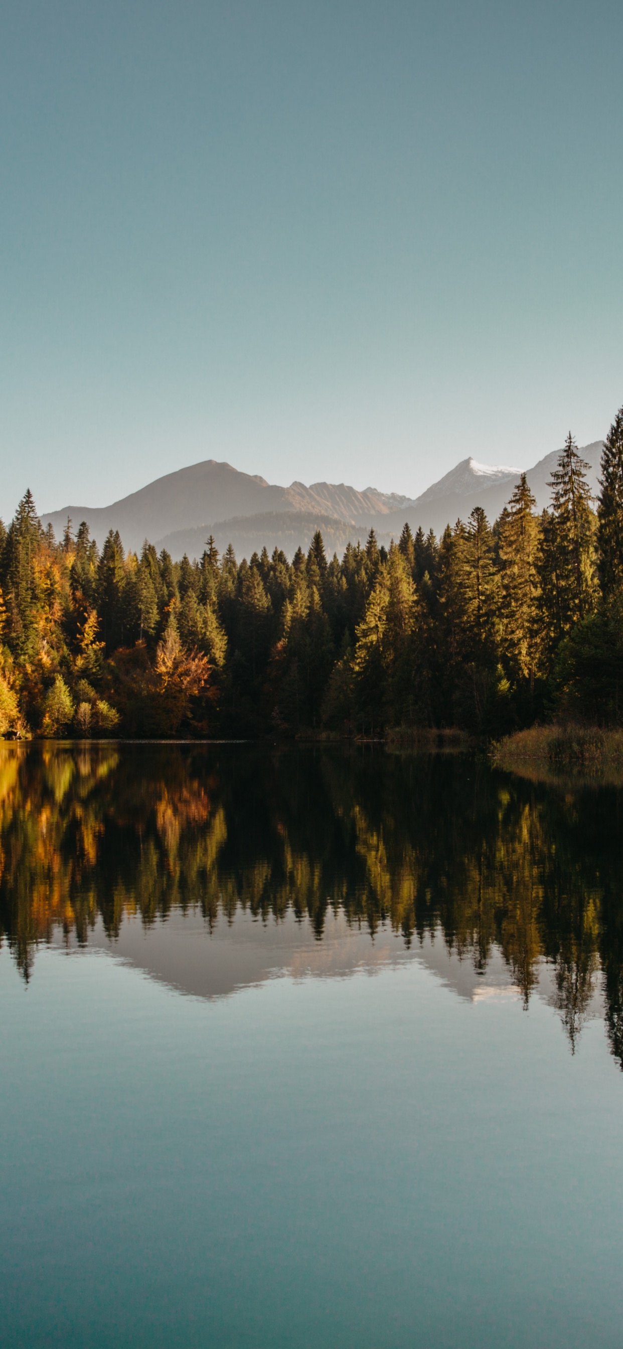 Reflection, Water, Plant, Leaf, Natural Landscape. Wallpaper in 1242x2688 Resolution