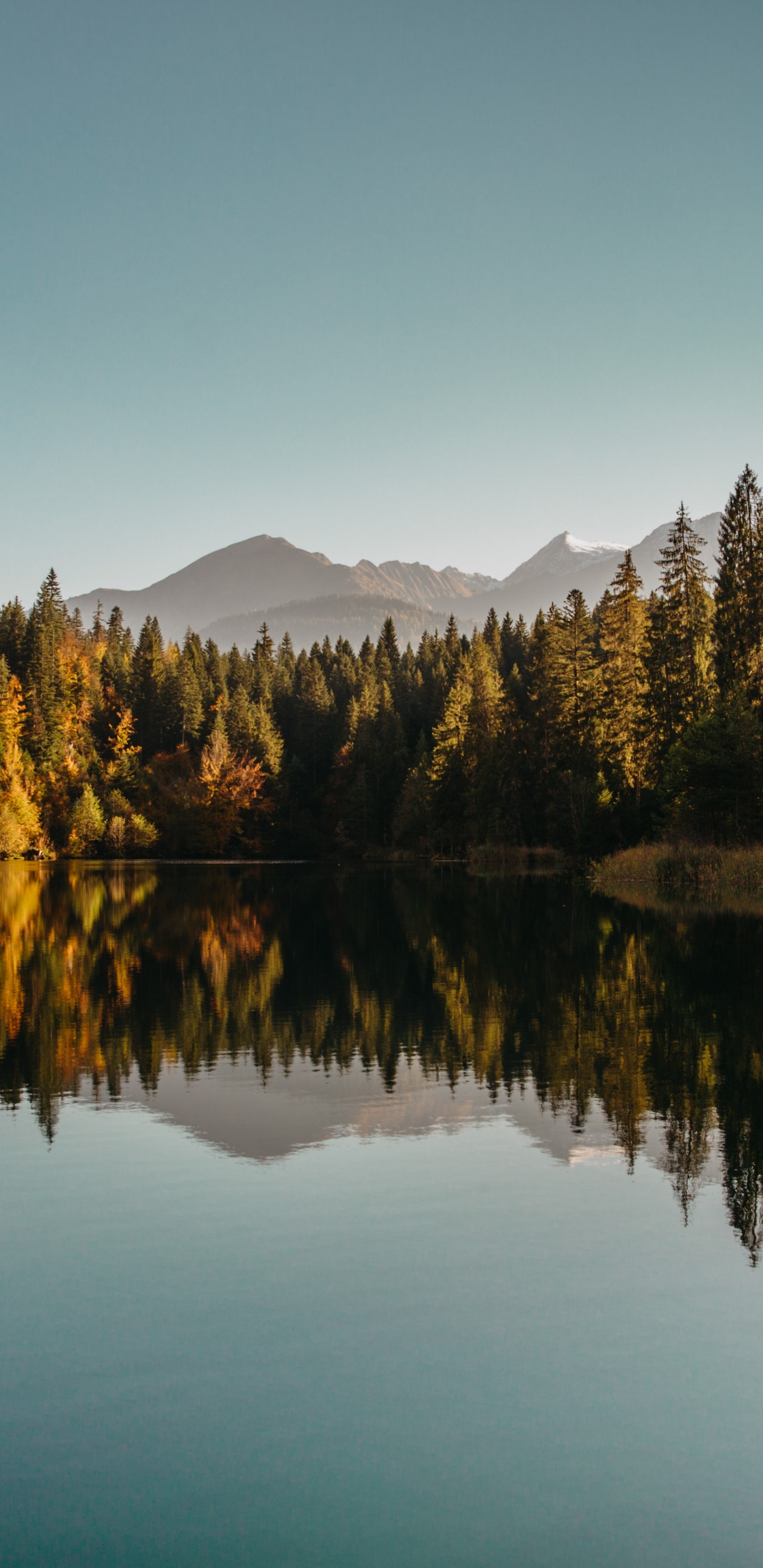 Reflexion, Wasser, Blatt, Naturlandschaft, Lärche. Wallpaper in 1440x2960 Resolution